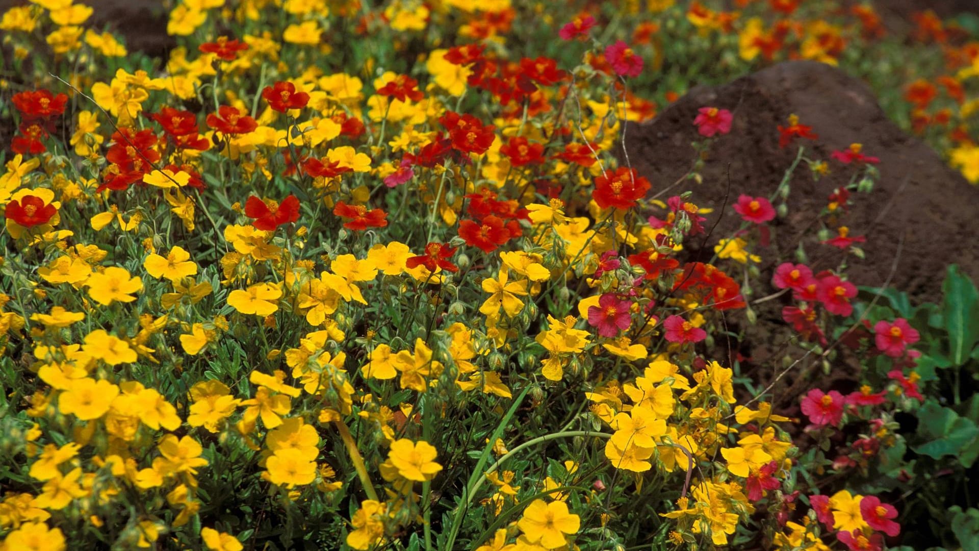 Sonnenröschen (Helianthemum): Der ideale Standort für die Staude ist ein vollsonniger Platz.