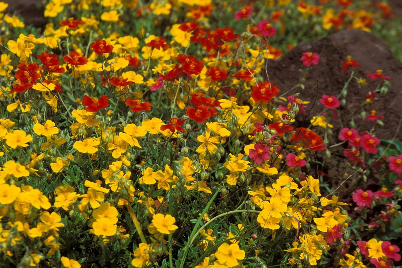 Sonnenröschen (Helianthemum): Der ideale Standort für die Staude ist ein vollsonniger Platz.