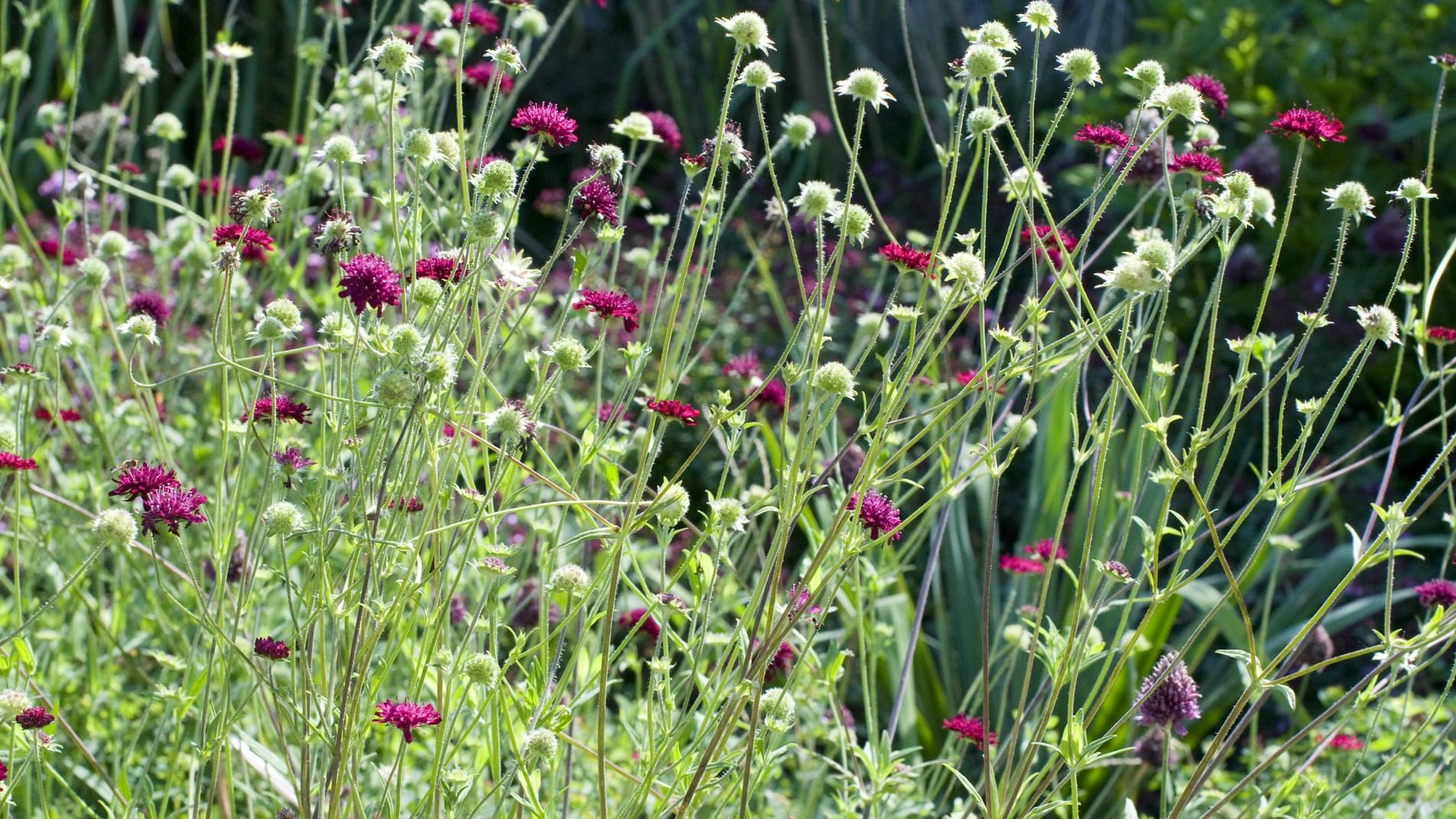 Witwenblume (Knautia): Die Staude hat sich ihren Wildblumencharakter bewahrt.