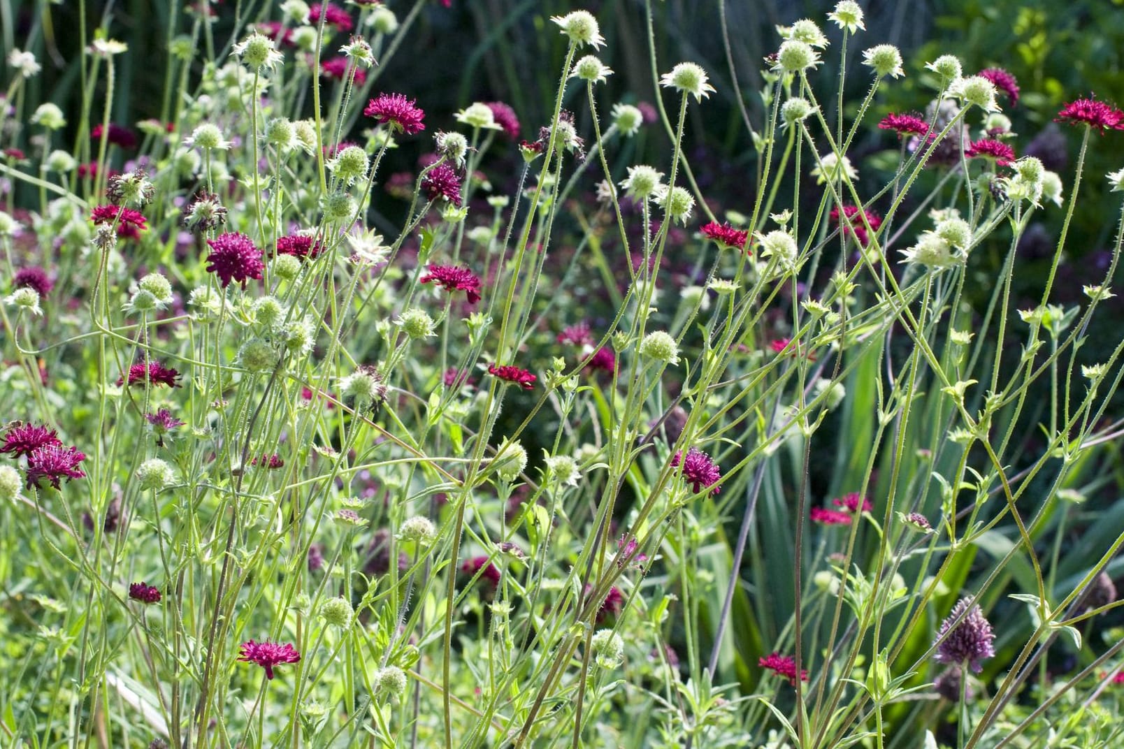 Witwenblume (Knautia): Die Staude hat sich ihren Wildblumencharakter bewahrt.