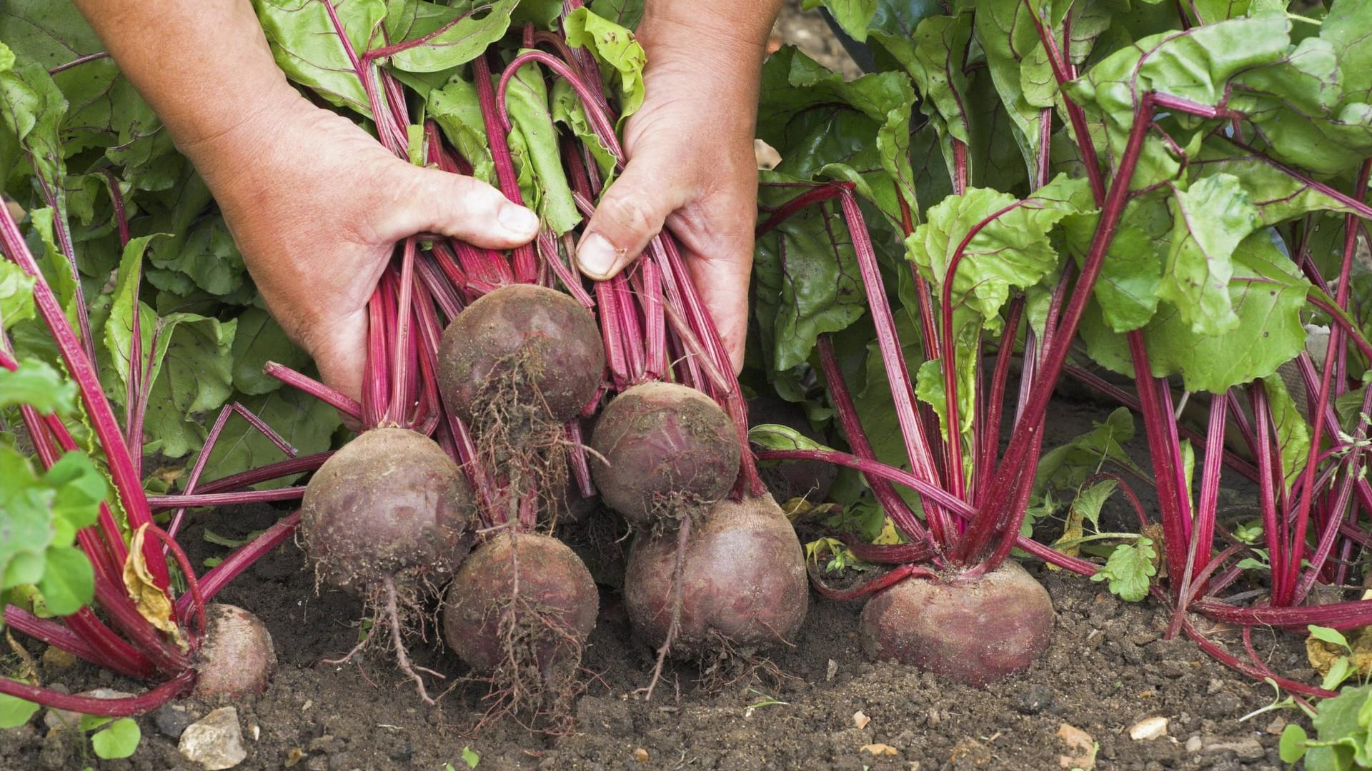 Rote Bete: Der Anbau des Gemüses gelingt eigentlich immer.