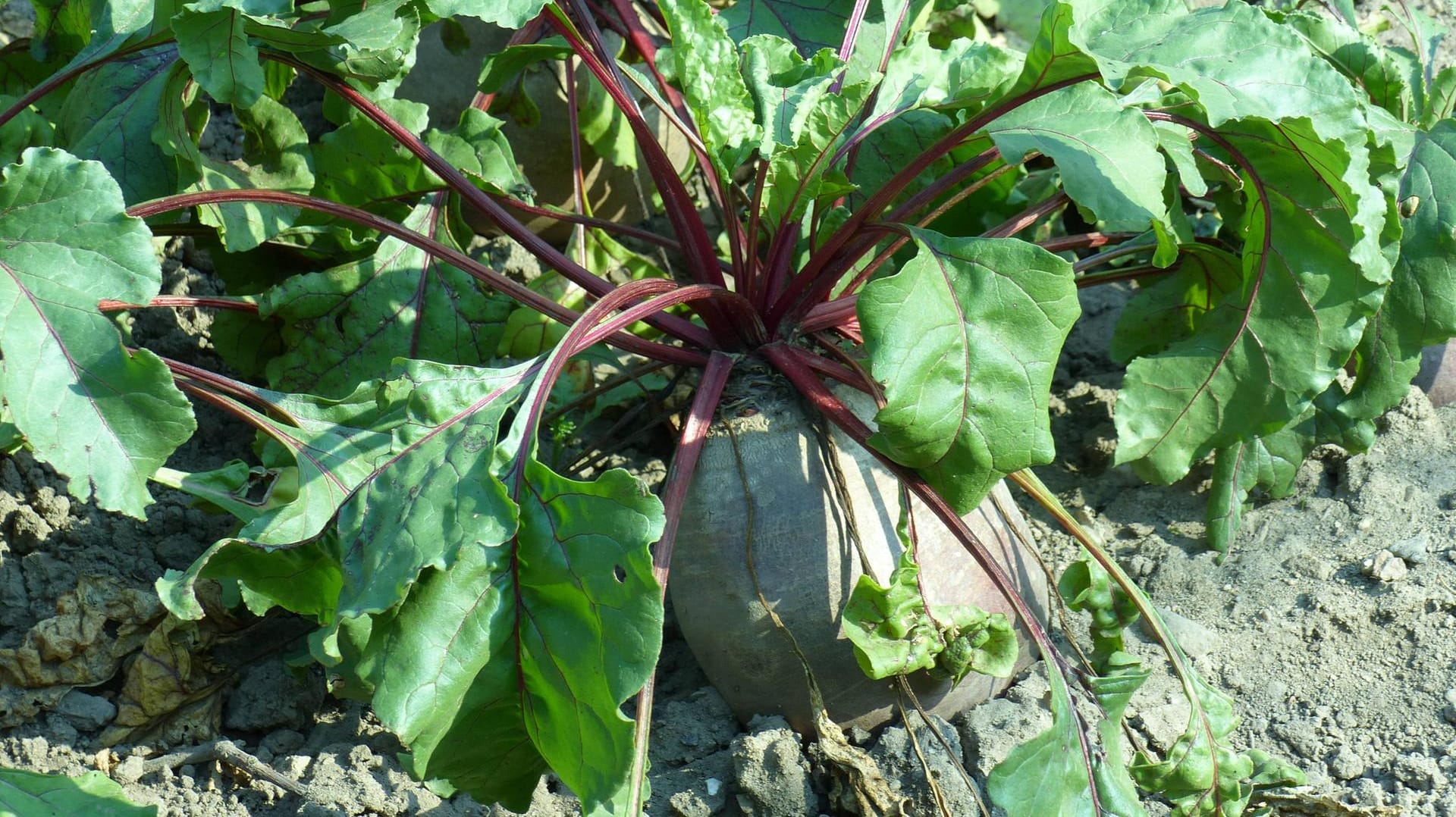 Rote Bete im Gemüsegarten: Ab August kann die Knolle geerntet werden.