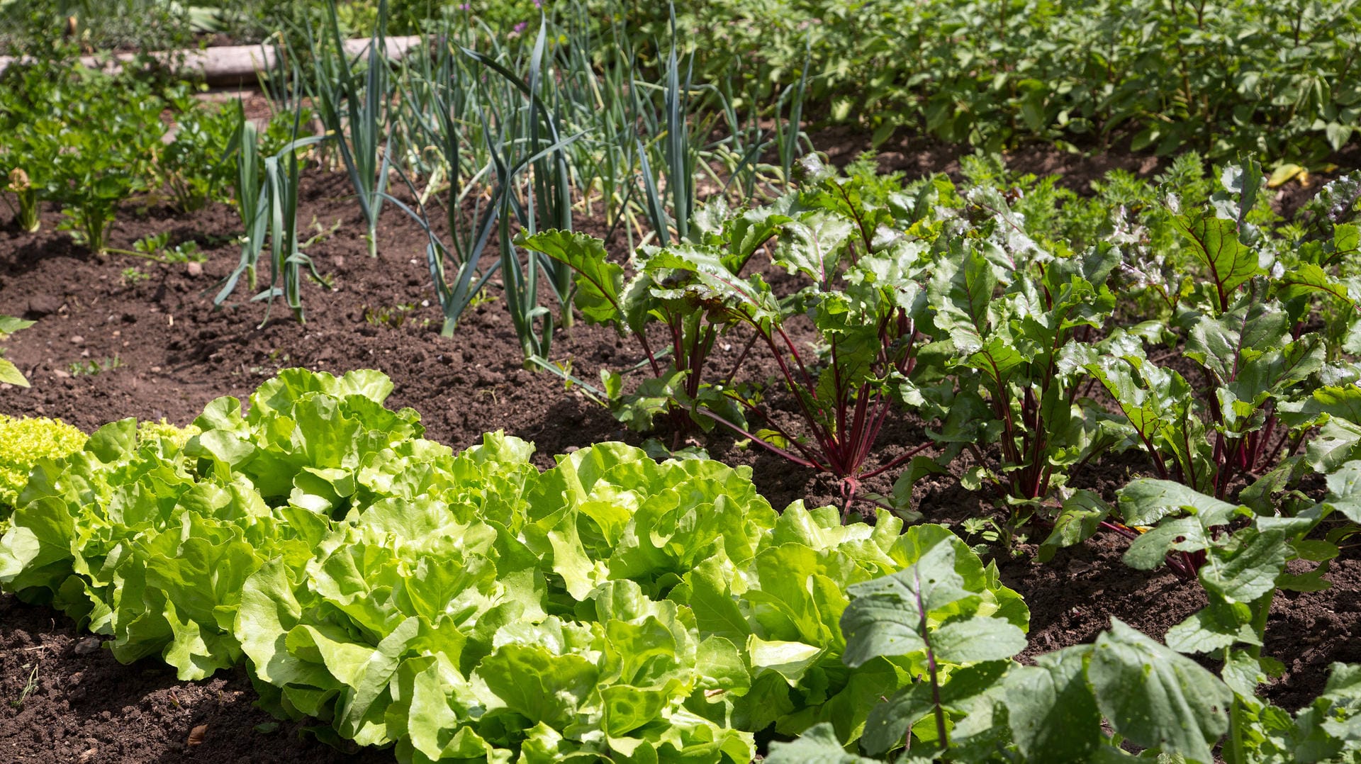 Gute Nachbarn: Neben Salat (vorn) und Zwiebeln (links oben) fühlt sich die Rote Bete (rechts) wohl.