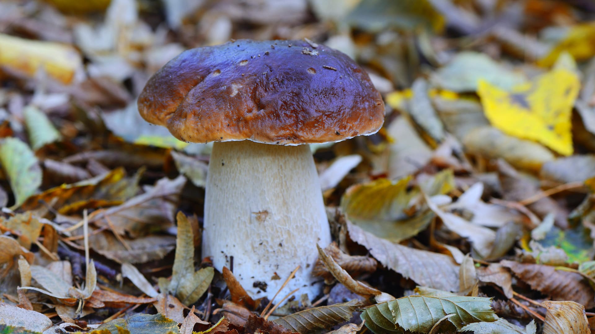 Gemeiner Steinpilz (Boletus edulis): Im brandenburgischen Naturpark Barnim kann man ihn entdecken.