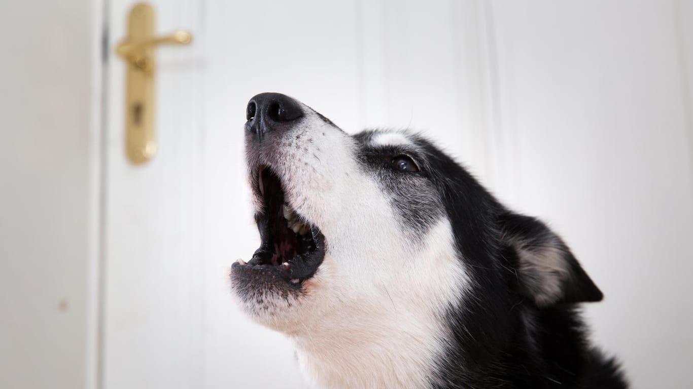 Hund an der Wohnungstür: Wenn es klingelt, bellen manche Hunde das ganze Haus zusammen.