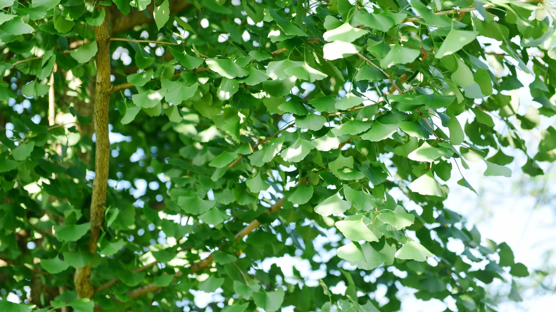 Ginkgobaum (Ginkgo biloba): Er ist auch als Fächerblattbaum bekannt.