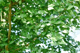 Ginkgobaum (Ginkgo biloba): Er ist auch als Fächerblattbaum bekannt.