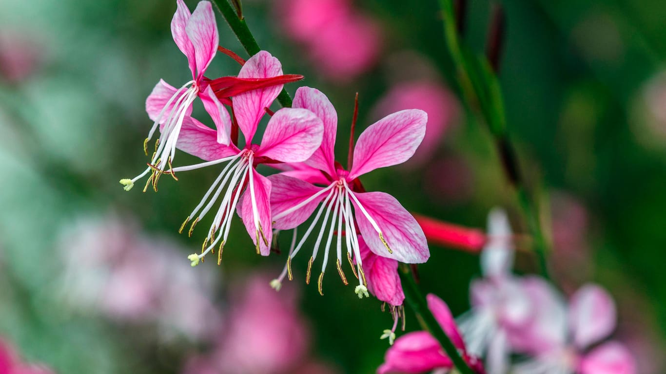 Prachtkerze (Gaura lindheimeri): Sie punktet mit ihren vielen zarten Blüten.