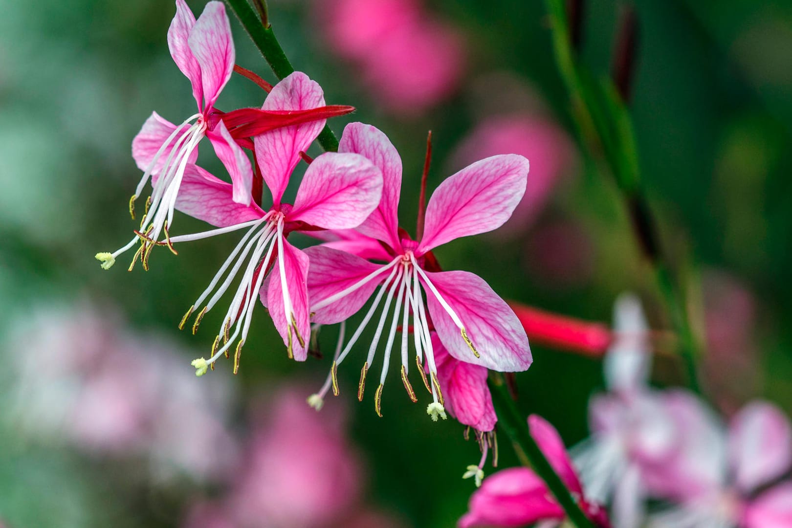 Prachtkerze (Gaura lindheimeri): Sie punktet mit ihren vielen zarten Blüten.