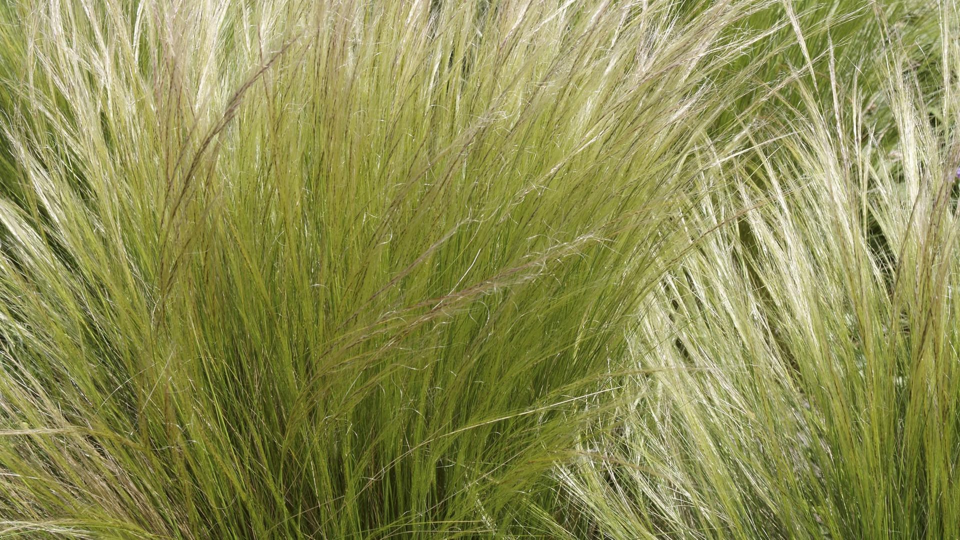 Echtes Federgras (Stipa pennata): Es ist ausdauernd, krautige und bildet dichte Horste.