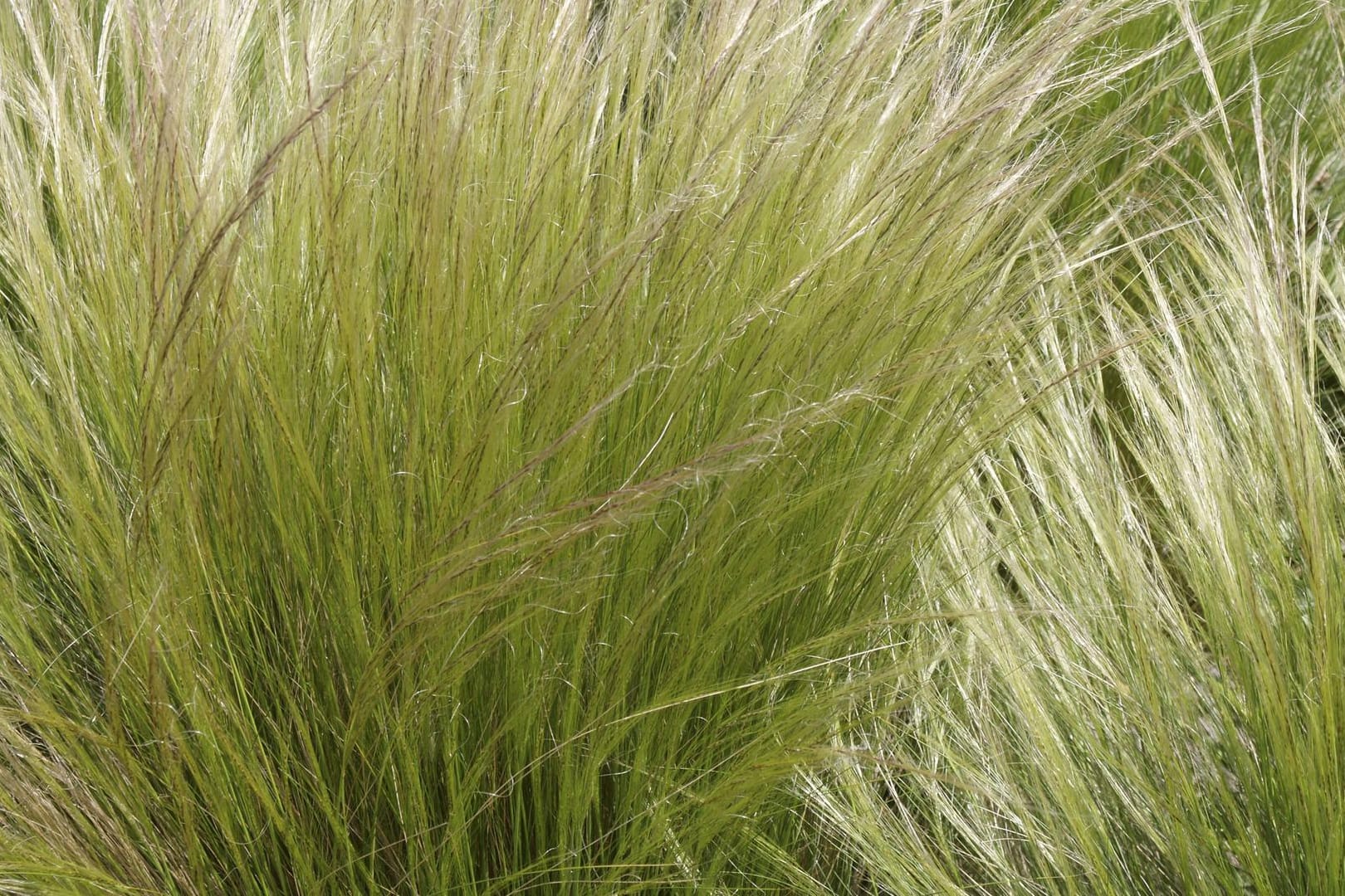 Echtes Federgras (Stipa pennata): Es ist ausdauernd, krautige und bildet dichte Horste.