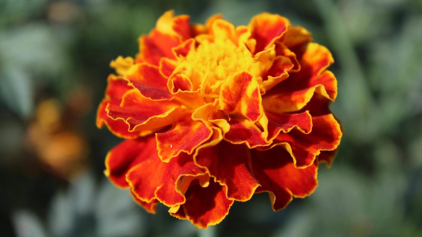 Studentenblume (Tagetes): Sie blüht vom Sommer bis in den Herbst hinein.