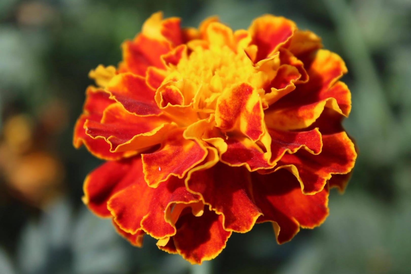 Studentenblume (Tagetes): Sie blüht vom Sommer bis in den Herbst hinein.