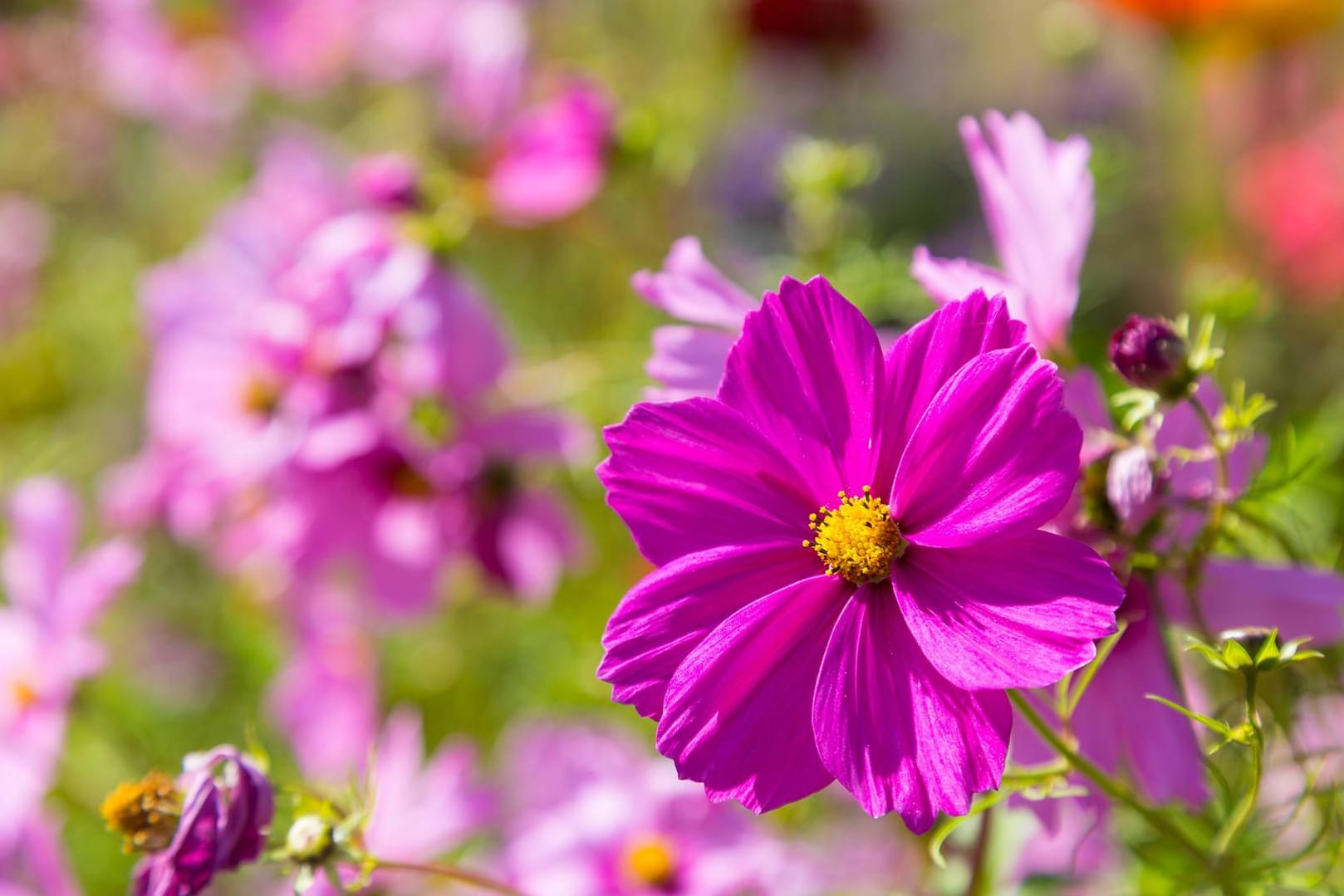 Schmuckkörbchen (Cosmos bipinnatus): Sie ist auch unter dem Namen Kosmee bekannt.