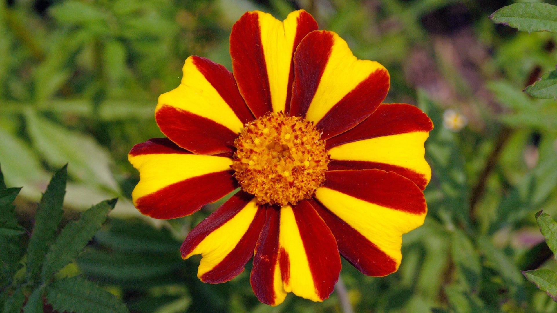 Tagetes patula 'Mr. Majestic': Diese Sorte wächst bis zu 50 Zentimeter hoch und kann für Beete sowie Blumenkästen verwendet werden.