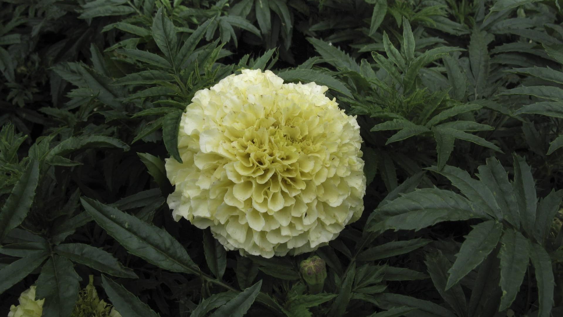 Tagetes erecta 'vanilla': Die Blüten sind cremeweiß und gefüllt, allerdings deshalb nicht bienenfreundlich.