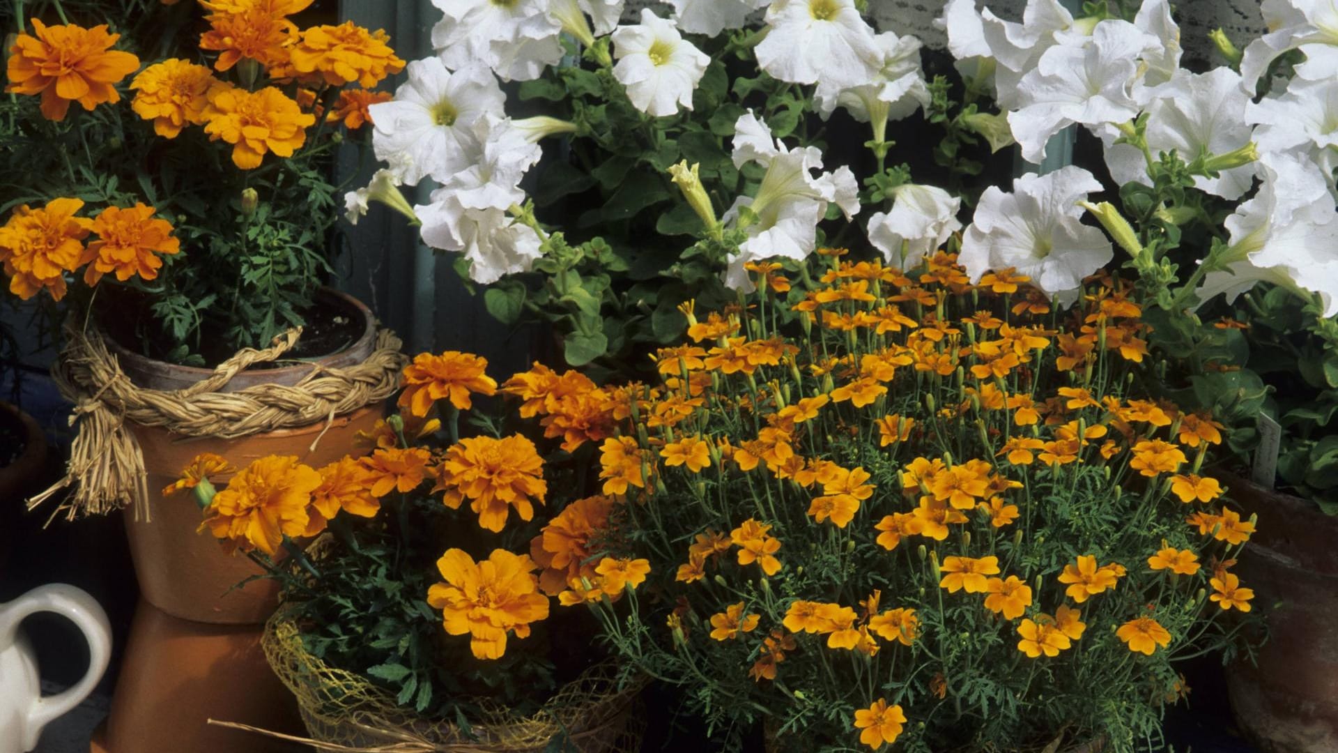 Tagetes als Topfpflanze: Die Studentenblume, hier die Sorten Tagetes patula und Tagetes tenuifolia, passen gut zur Petunie.