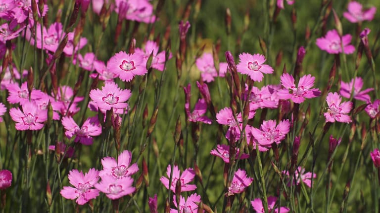 Heidenelke (Dianthus deltoides): Sie blüht in zartem Rosa auf mageren, sandigen Wiesen und Weiden.