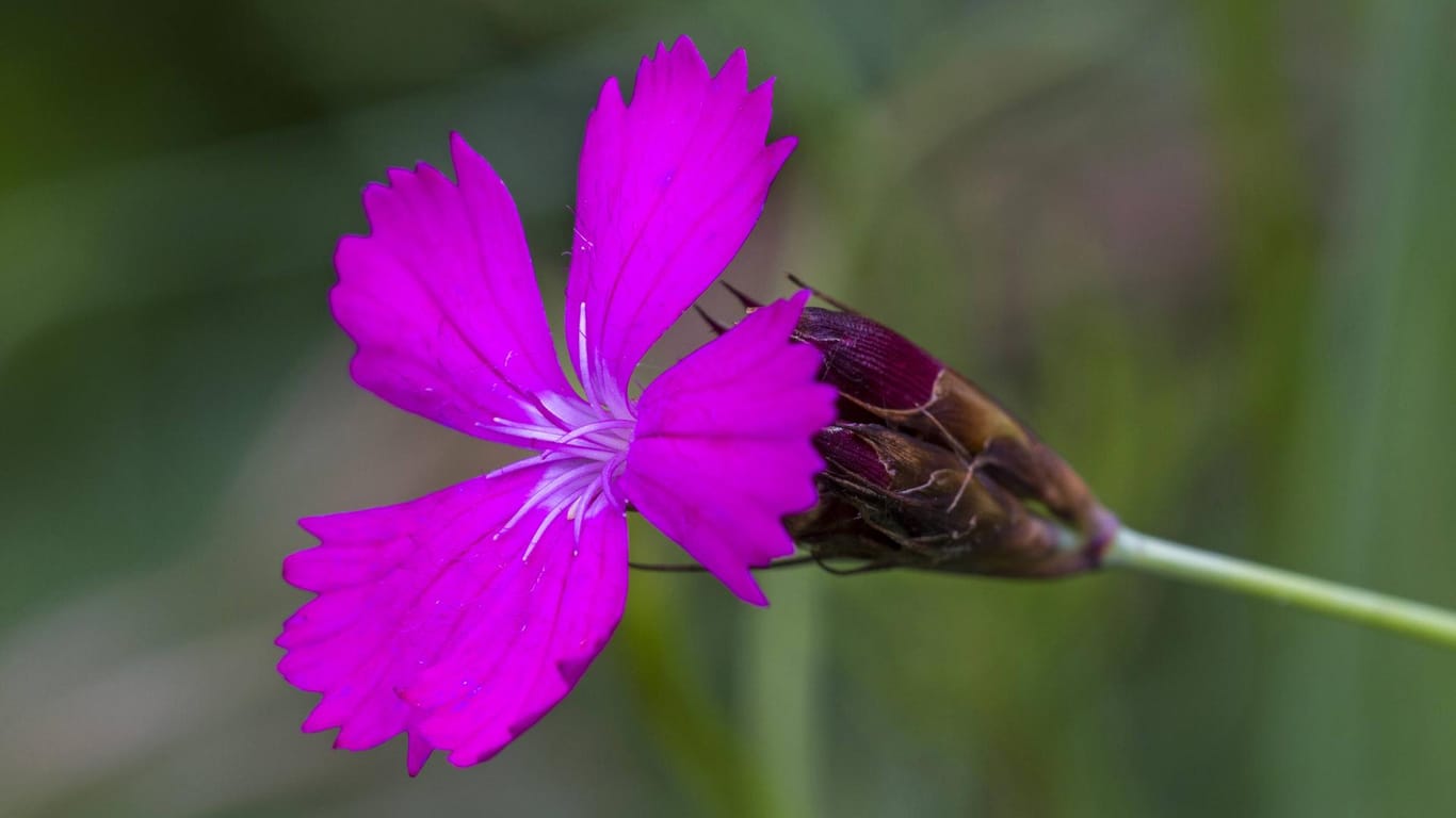 Kartäusernelke (Dianthus carthusianorum): Bisher ist nur eine Blüte geöffnet.