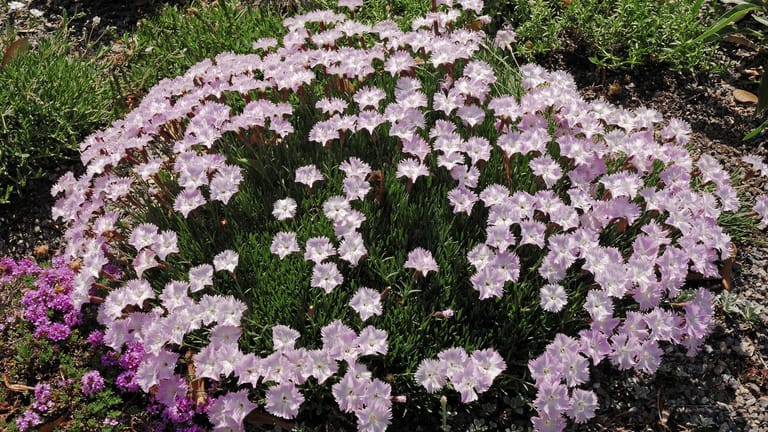 Pfingstnelke (Dianthus gratianopolitanus): Kompakte Polster und schöne Blüten sind ihr Markenzeichen.