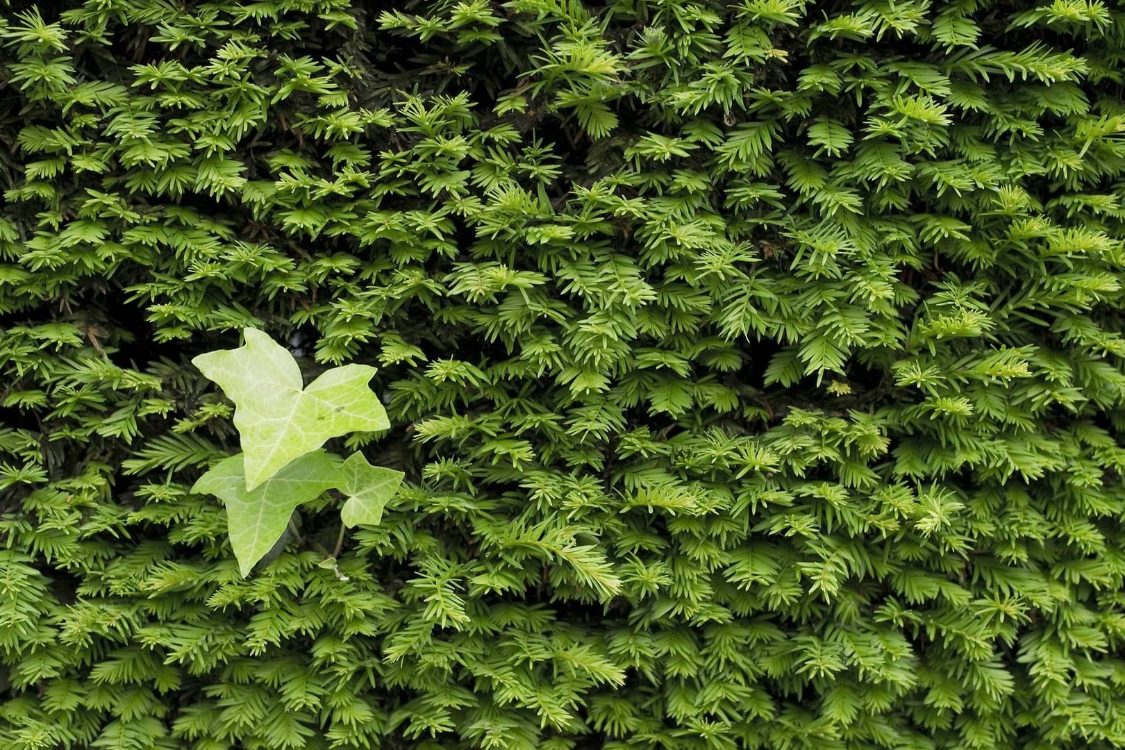 Europäische Eibe (Taxus baccata): Die Nadeln der Pflanze sind hochgiftig.