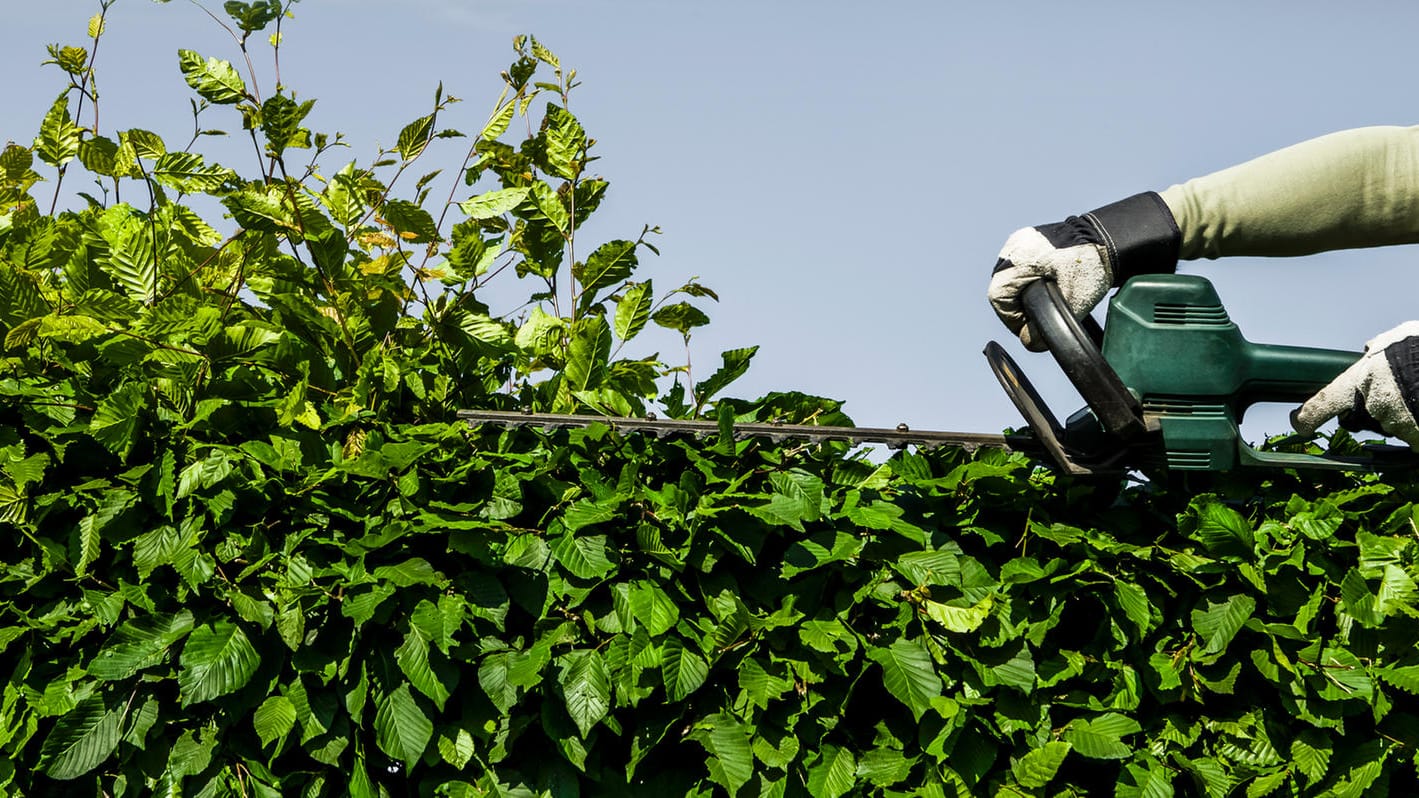 Heckenschnitt: Der Zentralverband Gartenbau rät, Formschnitte ab Ende August durchzuführen.