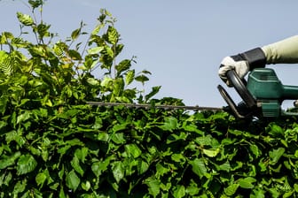 Heckenschnitt: Der Zentralverband Gartenbau rät, Formschnitte ab Ende August durchzuführen.