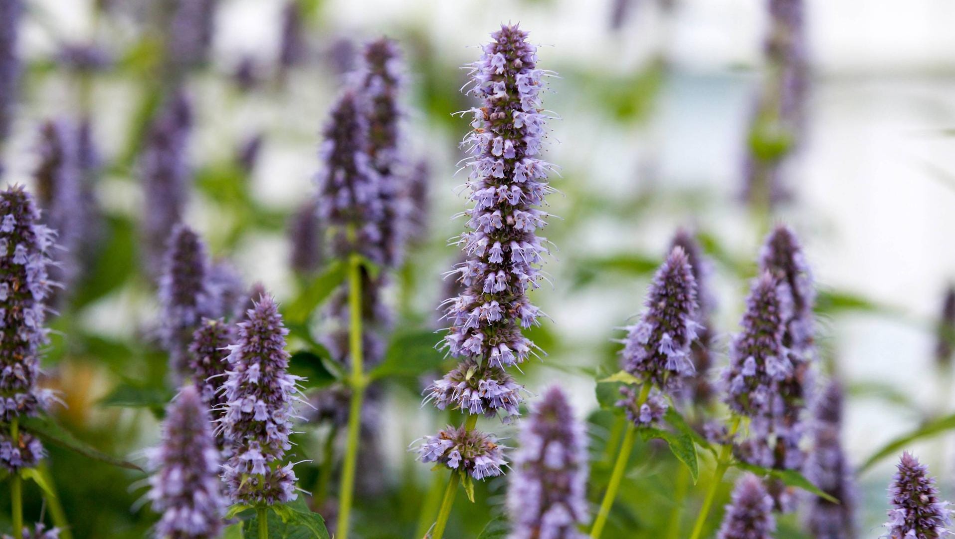 Duftnessel (Agastache rugosa): Sie stammt aus Ostasien. Ihr Duft erinnert an Minze und Anis.