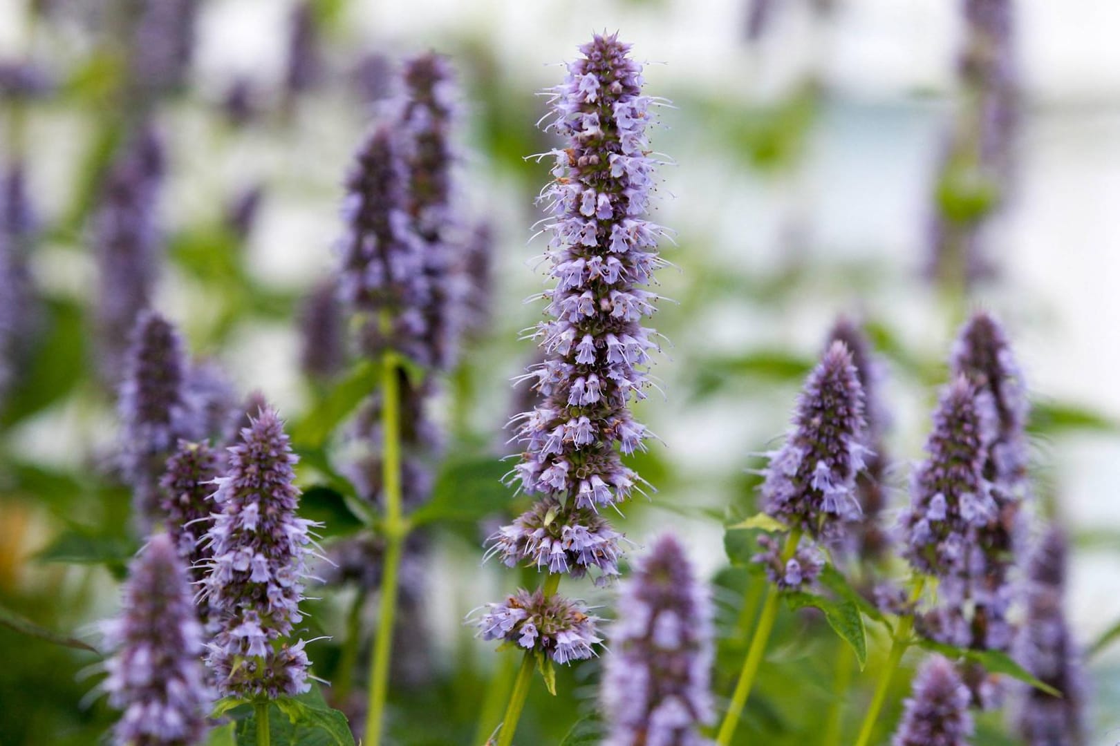 Duftnessel (Agastache rugosa): Sie stammt aus Ostasien. Ihr Duft erinnert an Minze und Anis.