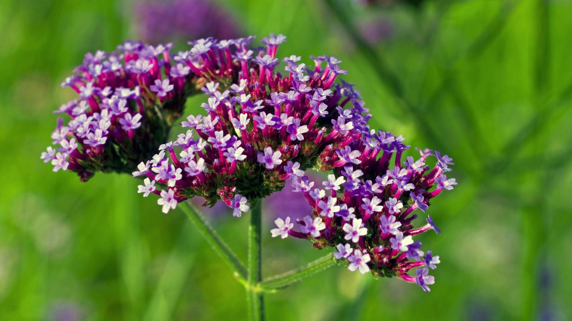 Patagonisches Eisenkraut (Verbena bonariensis): Es punktet mit einer langen Blütezeit und ist zudem insektenfreundlich.