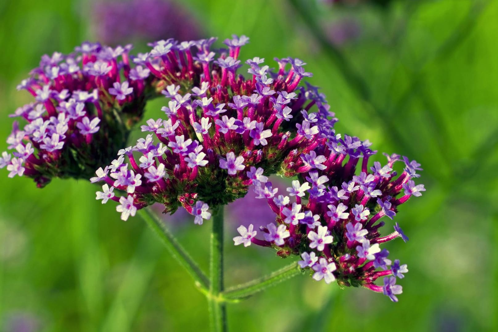 Patagonisches Eisenkraut (Verbena bonariensis): Es punktet mit einer langen Blütezeit und ist zudem insektenfreundlich.