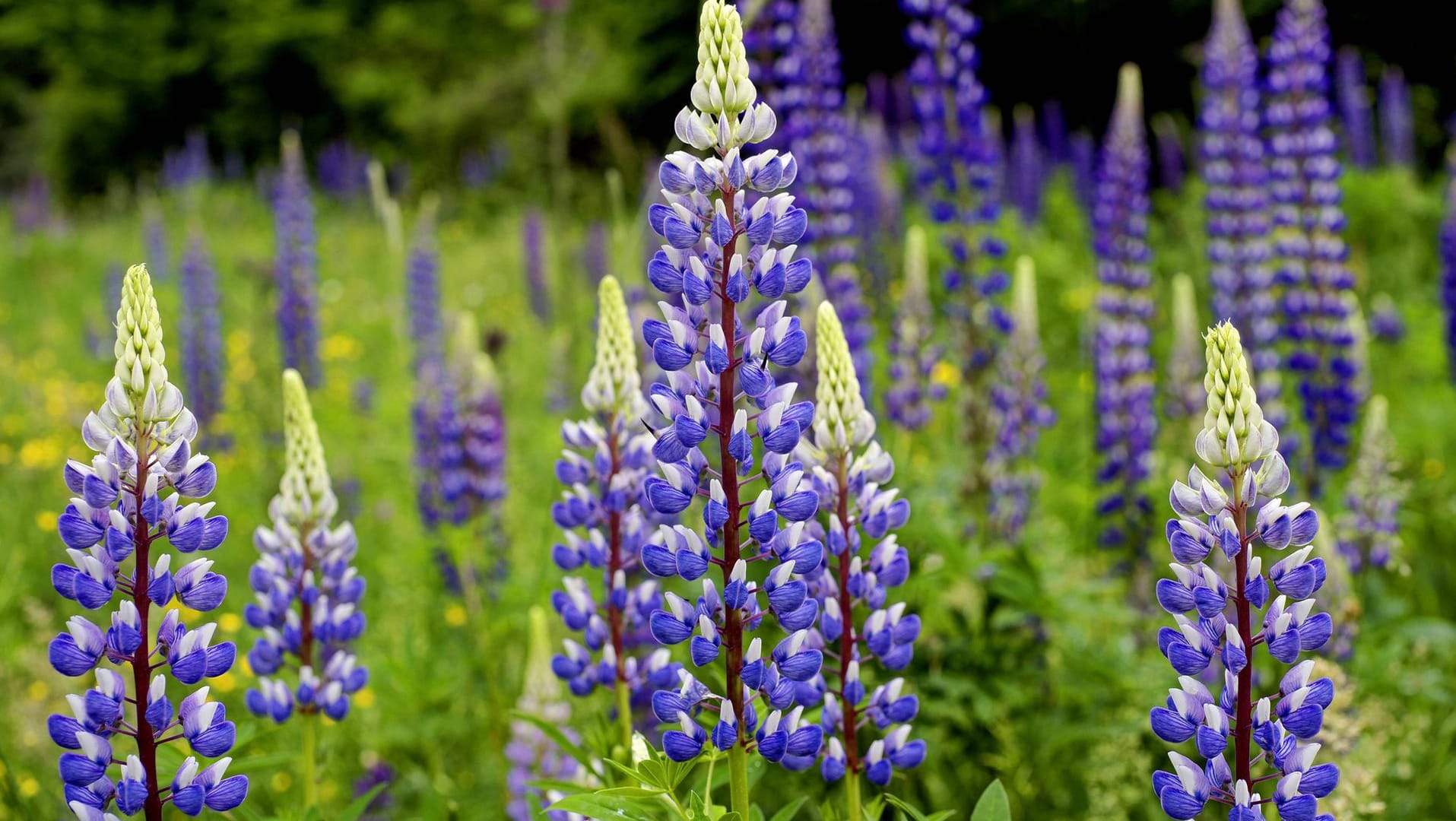 Vielblättrige Lupine (Lupinus polyphyllus): Sie blüht von Mai bis August.