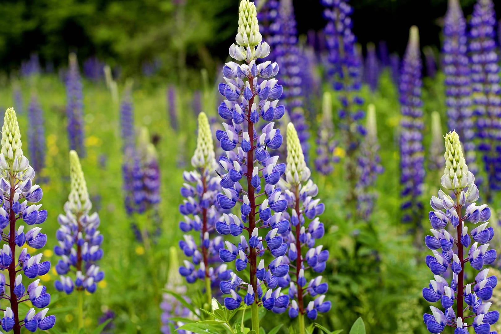 Vielblättrige Lupine (Lupinus polyphyllus): Sie blüht von Mai bis August.