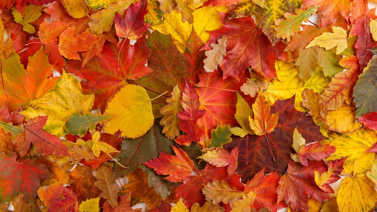 Herbstanfang: Terminiert wird der astronomische Herbstanfang nach der sogenannten Tag-und-Nacht-Gleiche.