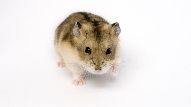 Campbell-Zwerghamster: Diese Hamsterart hat am Rücken ein gelb-braunes Fell.