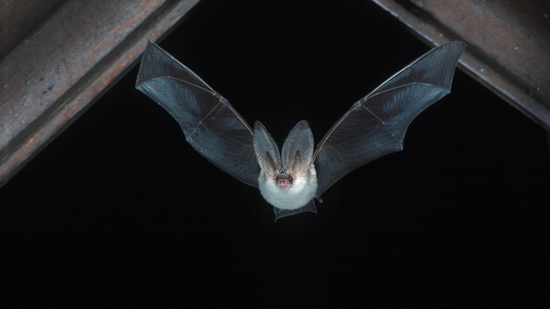 Eine Fledermaus im Flug (Symbolbild): In Bremerhaven flog ein Tier in die Wohnung einer 24-Jährigen.