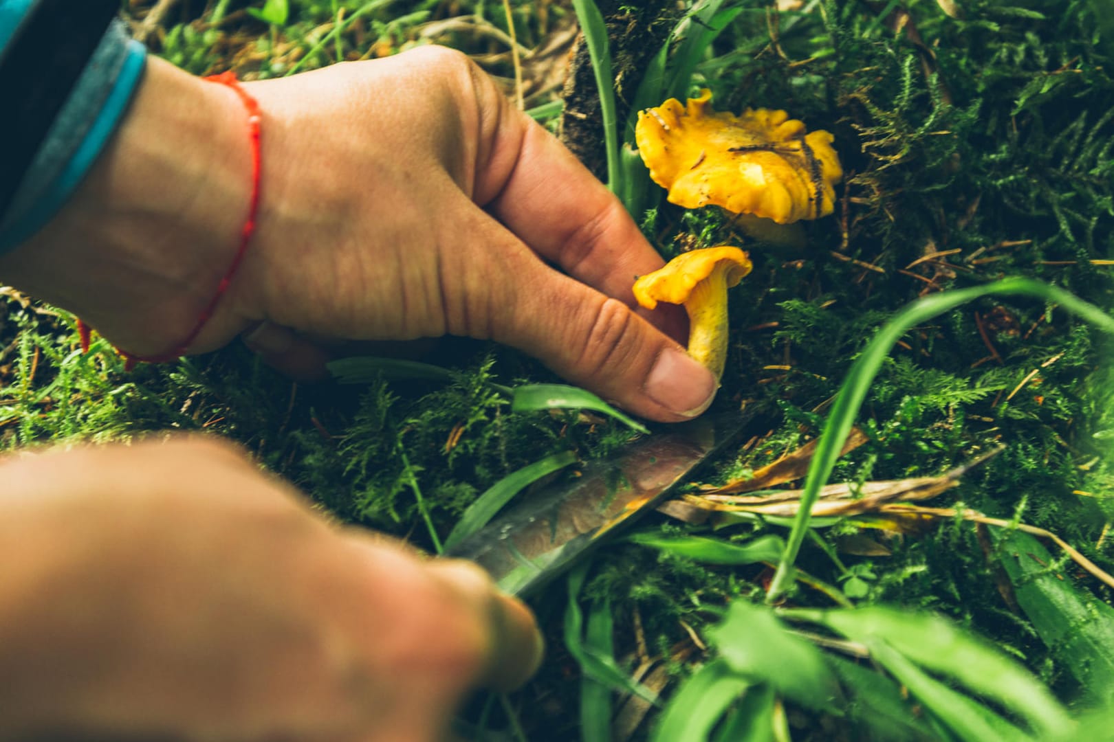 Pilze sammeln: Nicht alle Pilze dürfen geerntet werden. Einige stehen unter Artenschutz.