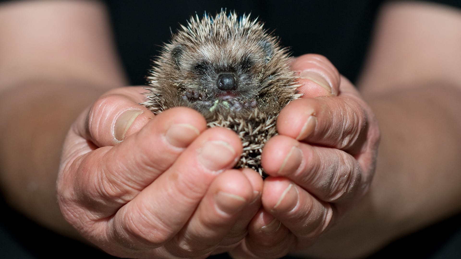 Ein Igel in den Händen einer Person (Symbolbild): Mähroboter erkennen die Gartenbewohner oft nicht.