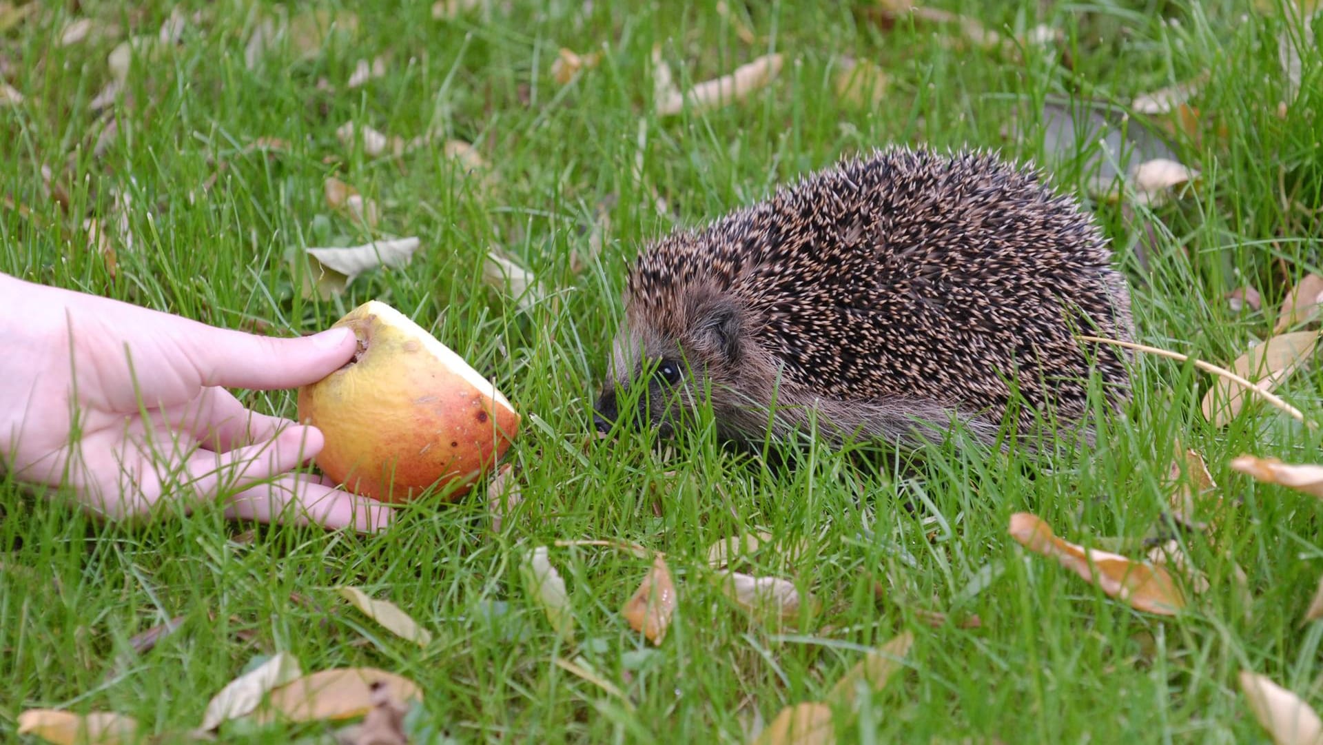 Igel: Sie vertragen kein Obst und keine Milch.