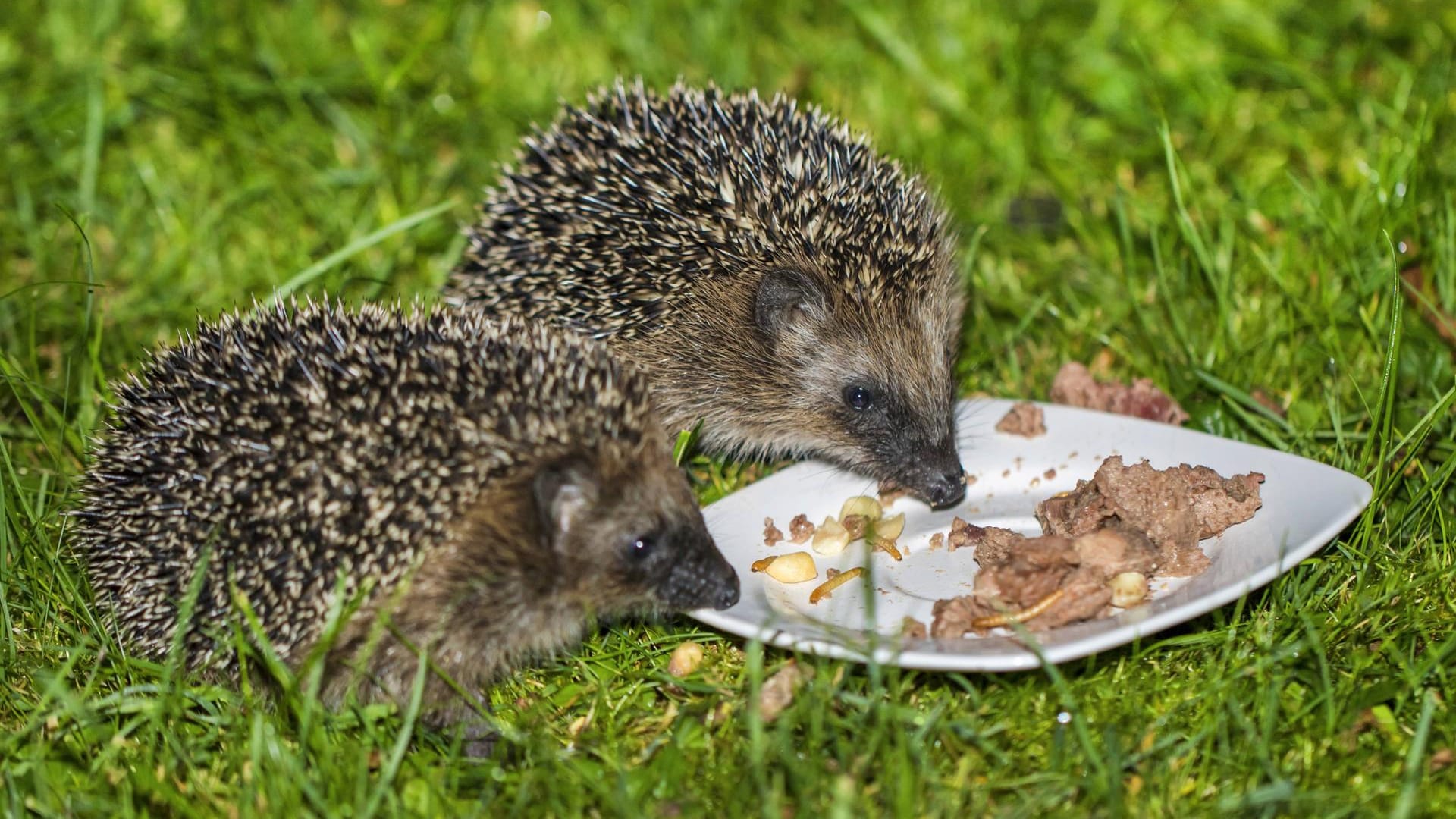 Igel: Katzennassfutter eignet sich zum Füttern der Tiere.