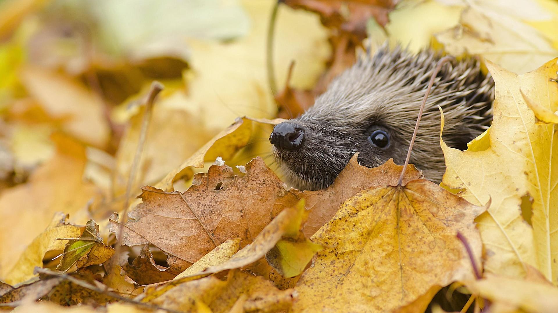 Igel verkriecht sich zwischen Laubblättern.