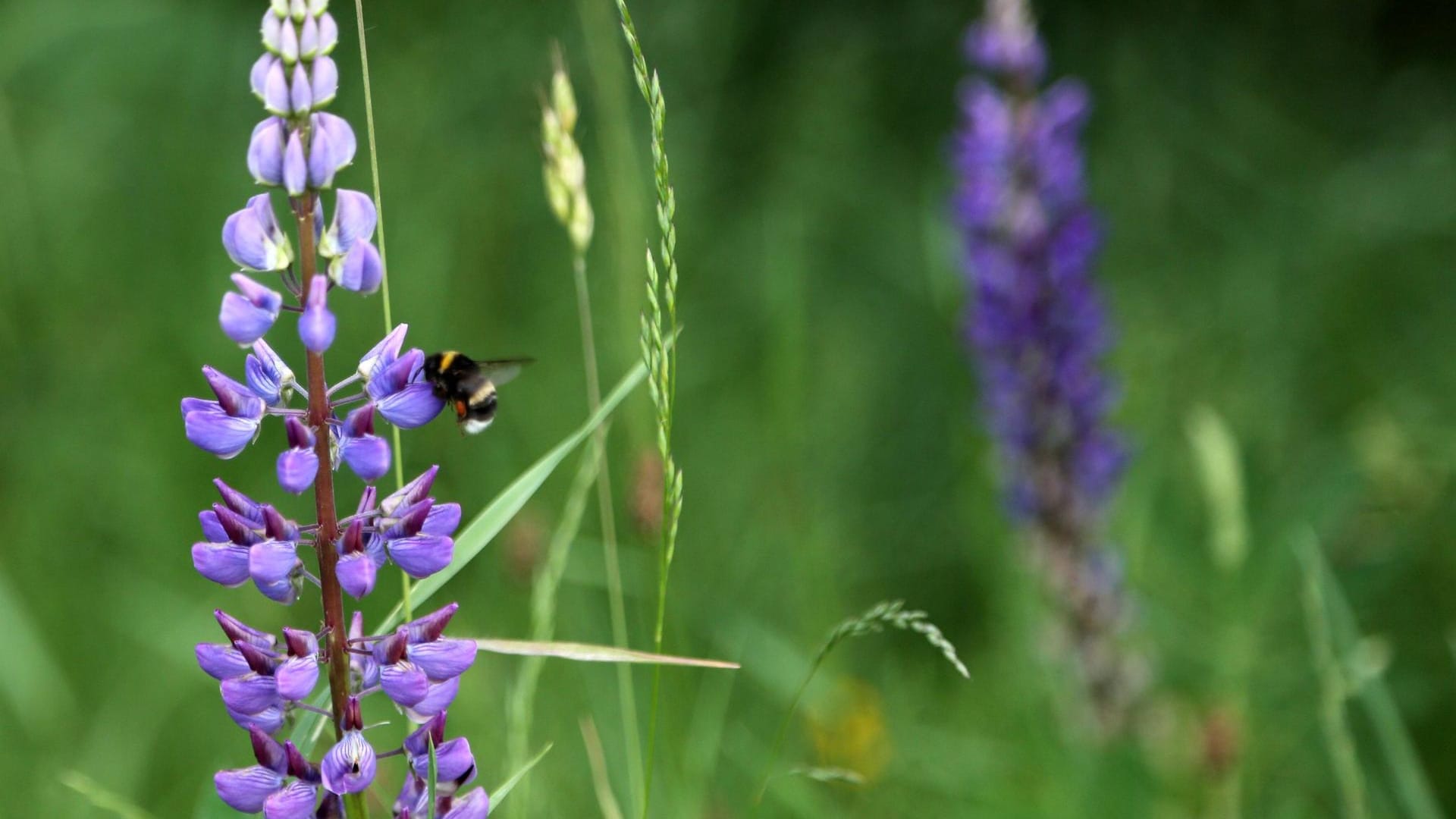 Blaue oder Schmalblättrige Lupine (Lupinus angustifolius): Sie bildet Hülsen als Früchte, die vier bis sieben Samen enthalten.