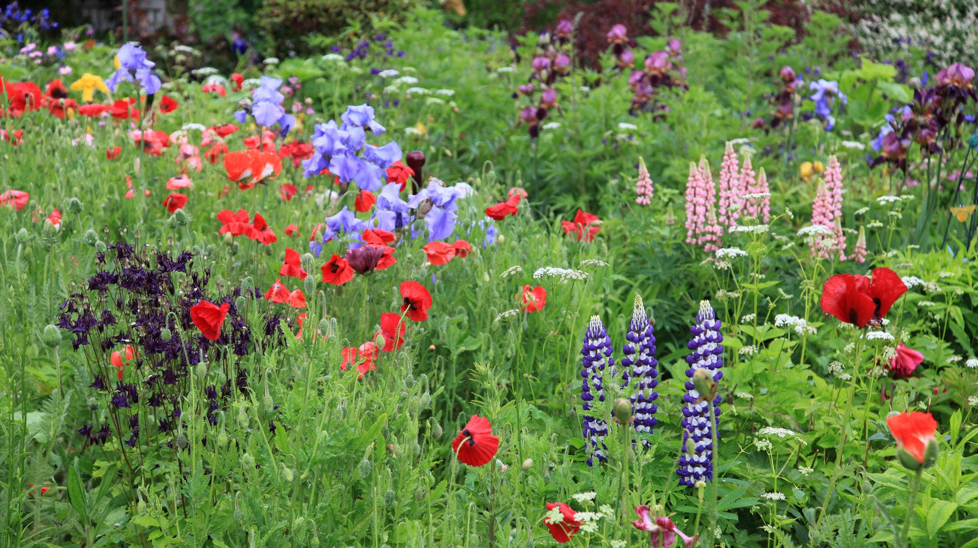 Bauerngarten: Neben Mohnblume und Iris fühlt sich die Lupine wohl.