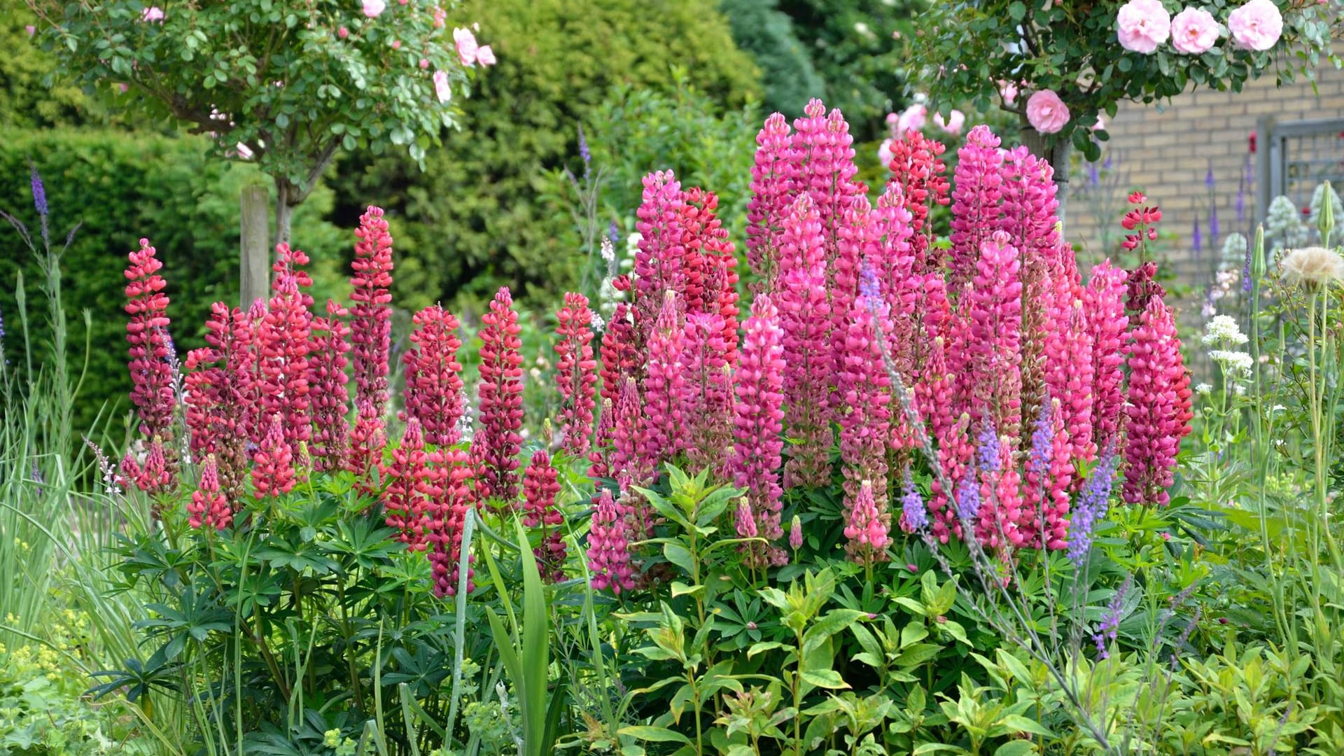 Vielblättrige Lupine (Lupinus polyphyllus): Sie wird auch Stauden-Lupine genannt.