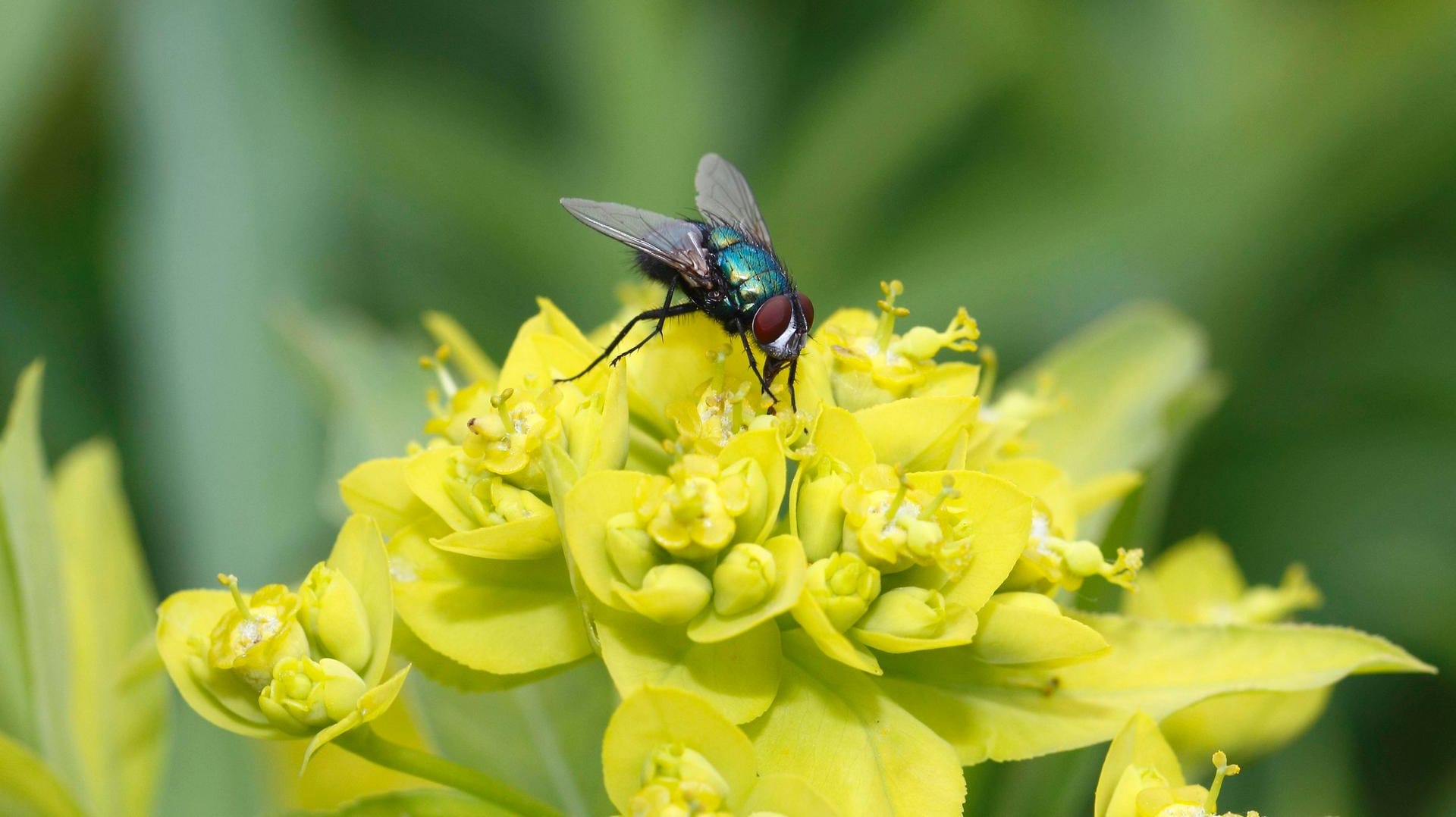 Wolfsmilch (Euphorbia): Ihre Hochblätter dienen als Lockorgan für bestäubende Insekten wie die Goldfliege (Lucilia sericata).