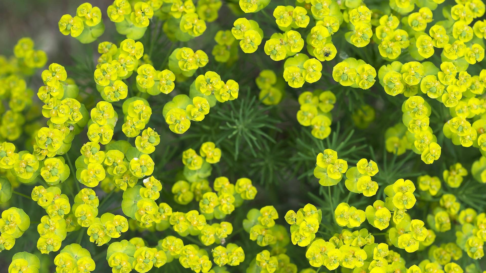 Zypressen-Wolfsmilch (Euphorbia cyparissias): Ihre kleinen Blüten duften nach Honig.