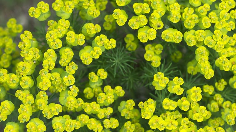 Wolfsmilch (Euphorbia) Wie giftig ist die beliebte Staude?