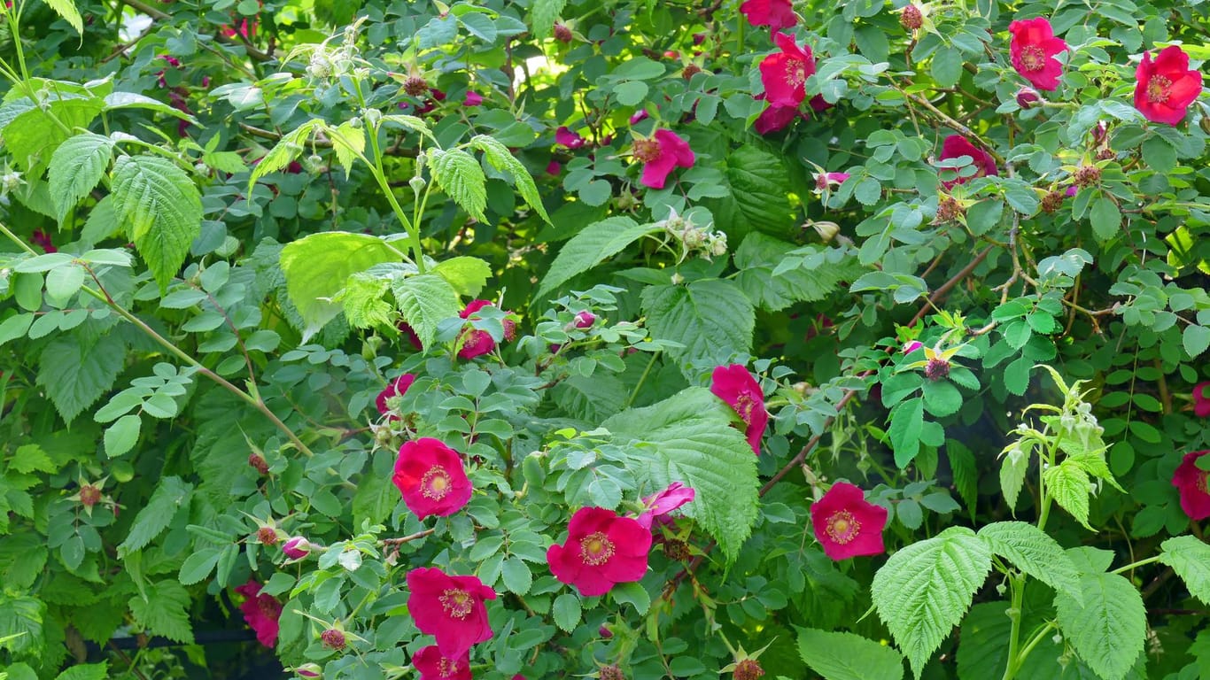 Mandarin-Rose (Rosa moyesii): Die Sorte 'Geranium' macht sich im Garten als Hecke gut.