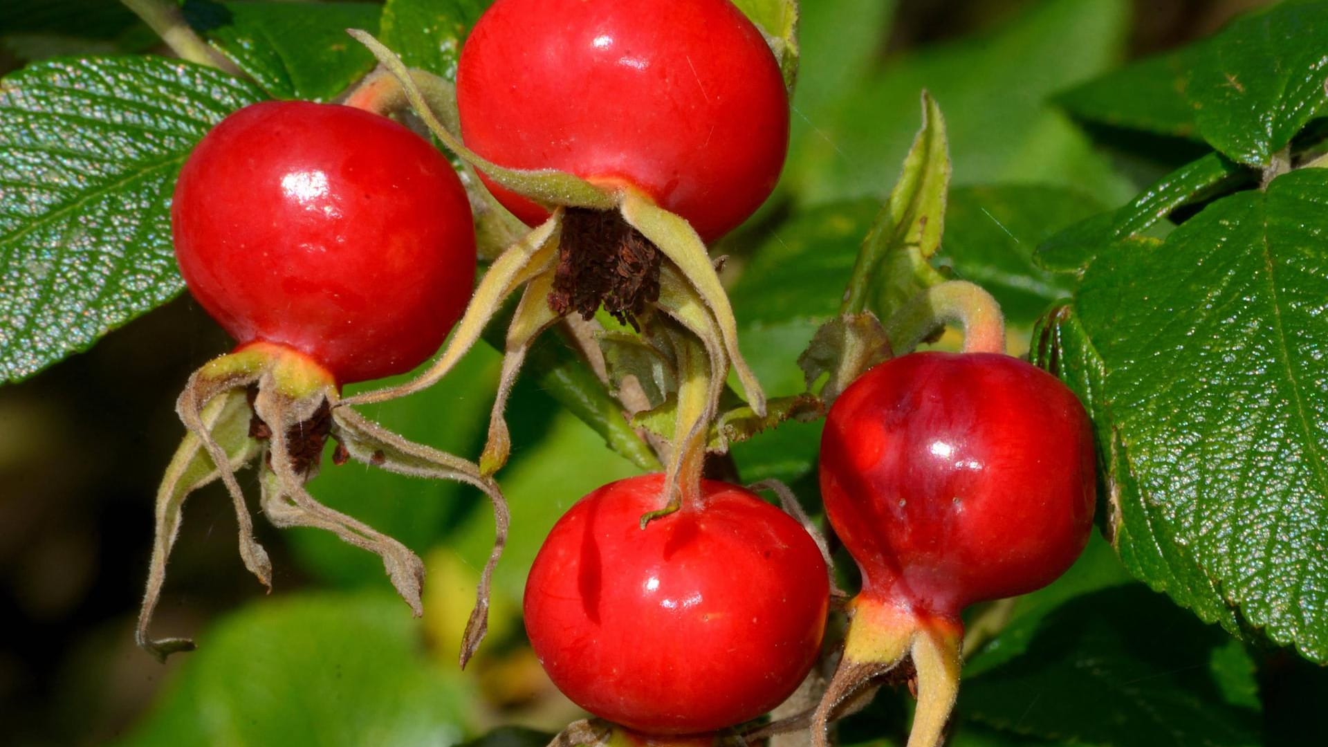 Kartoffelrose (Rosa rugosa): Sie bildet kräftige Hagebutten.