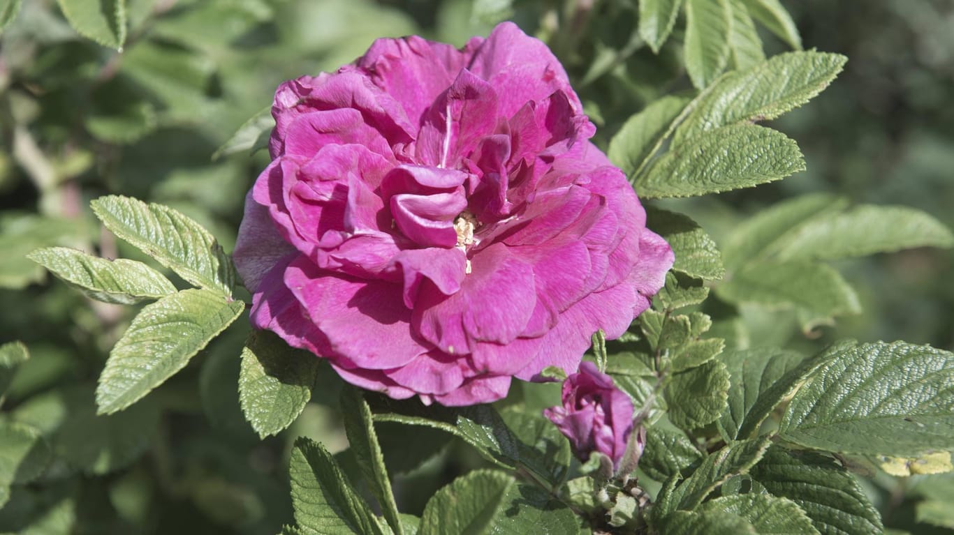 Damaszener-Rose (Rosa damascena): Ihre Früchte sind länglich und drüsig.